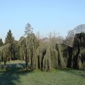 Cedrus libani subsp.atlantica 'Glauca Pendula'